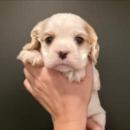 Yellow Collar - Red and white female Cocker Spaniel puppy in Stanford, Kentucky from Eagle Cliff Kennel