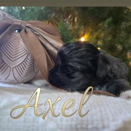 Axel - Blue and gold male Yorkshire Terrier puppy in Jacksonville, Florida from Ja'Dor Yorkies