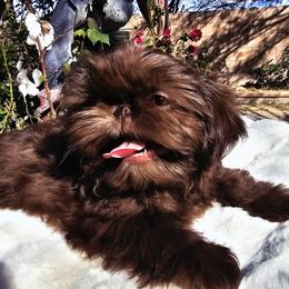 Truffle - Liver male Shih Tzu puppy in Tucson, Arizona from Dollface Shih Tzu