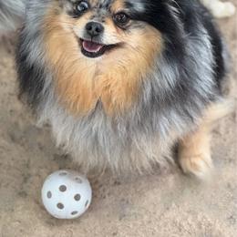 Bitsy - Pomeranian