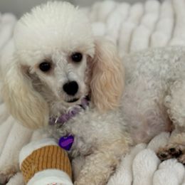 Harley - Poodle