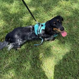 Knight - Piebald male Dachshund puppy in Irving, Texas from DFW Dachshunds by G & S
