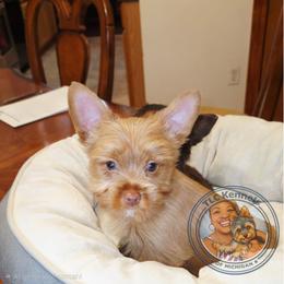 DASH - Chocolate, tan and white male Yorkshire Terrier puppy in Eastpointe, Michigan from TLC Kennels TenderLittleCuties