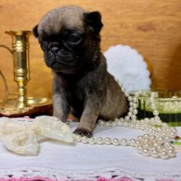 Tiffany - Fawn female Pug puppy in Randleman, North Carolina from Peachy Pugs