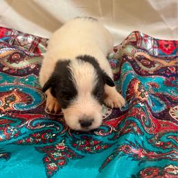 Paisley - White and black female Karakachan puppy in Pikeville, Tennessee from Rock Solid Ranch