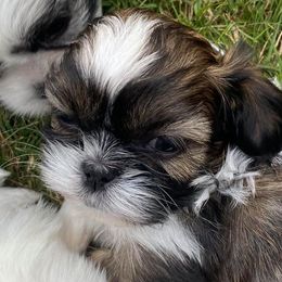 Bernese Mountain Dogs and Shih Tzus from Peekaboo Farms