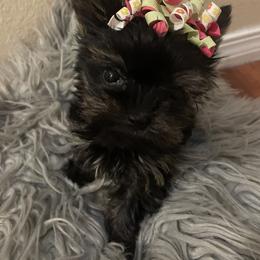 Yorkshire Terrier Puppies from Heaven_sent_toy_yorkies