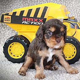 Dreamcatcher Orange - Chocolate male Cavalier King Charles Spaniel puppy in Gulfport, Mississippi from Gulf Coast Cavaliers