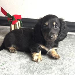 Theo - Black and cream male Dachshund puppy in Gilbertsville, Kentucky from DeLaunes Dachshunds