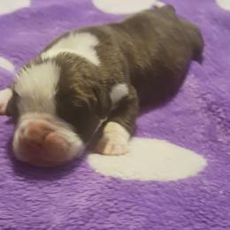 Boy 2 - Brindle male Boxer puppy in Shelbyville, Tennessee from Layne's Boxers