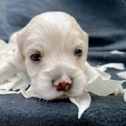 Cockapoo and Pomeranian Puppies from Luna Kennel
