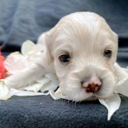 Cockapoo and Pomeranian Puppies from Luna Kennel