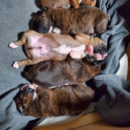 Boxer Puppies from Theresa Gordon's Boxers