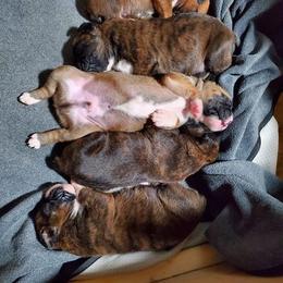 Boxer Puppies from Theresa Gordon's Boxers