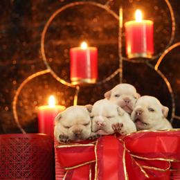 French Bulldog Puppies from Exquisite Taste Kennels