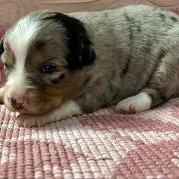 Freckles - Blue merle female Miniature Australian Shepherd puppy in Howe, Oklahoma from Tonia Johnson's Toy and Miniature Australian Shepherds