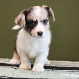 Chai - Brindle merle and white female American Corgi puppy in Plains, Montana from Diamond Corgis