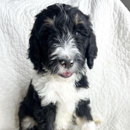 Delilah - female Bernedoodle puppy in Phelan, California from Willow Desert Doodles