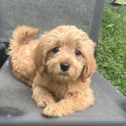Ruby - Apricot female Goldendoodle puppy in Centralia, Missouri from Oodles Of Doodles Mo.