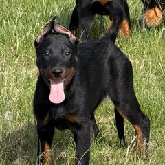 CROPPED Pink-green collar - Black and rust female Beauceron puppy in Floyd’s Knobs, Indiana from Birdwing Beaucerons