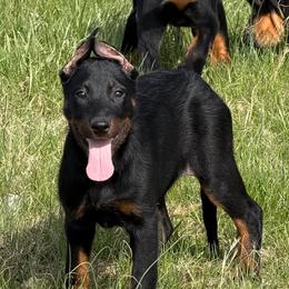 CROPPED Pink-green collar - Black and rust female Beauceron puppy in Floyd’s Knobs, Indiana from Birdwing Beaucerons