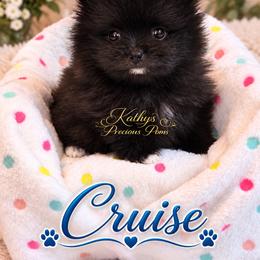 Cruise - Black male Pomeranian puppy in Chelsea, Oklahoma from Kathy's Precious Poms