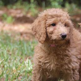 Rosie - Apricot female Goldendoodle puppy in Macclenny, Florida from Baker County Goldendoodles