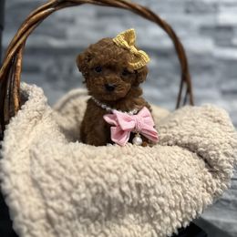 Cavapoo, Cockapoo, and Poodle Puppies from Heavenly Puppies to Love