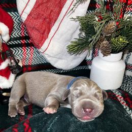 Storm - Silver male Great Dane puppy in Ardmore, Alabama from Delta Danes