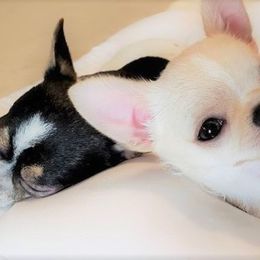 Chihuahua Puppies from Madelyn Kaye's Dynasty Couture Chihuahuas, LLC
