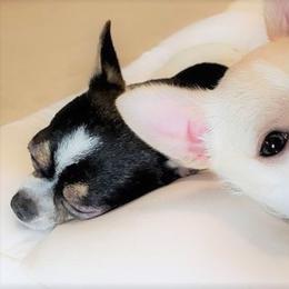 Chihuahua Puppies from Madelyn Kaye's Dynasty Couture Chihuahuas, LLC