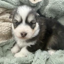Tetra - Wolf sable female Pomsky puppy in Auburn, Washington from Periwinkle Pomskies