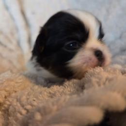 Jasper - Black and white male Japanese Chin puppy in Mint Hill, North Carolina from Chincredible Puppies