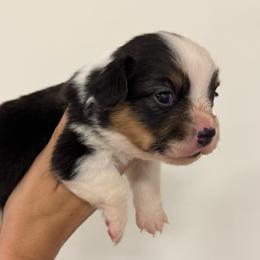 Boy 1 - Black and tan male Pembroke Welsh Corgi puppy in Missouri from Cooler Farms Corgis