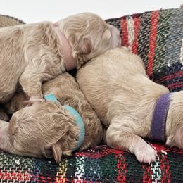 Poodles from Pawsitively Perfect Poodles