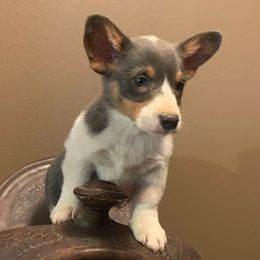 American Corgi and Pembroke Welsh Corgi Puppies from Sunray Ranch