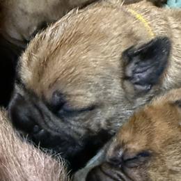 Yellow collar - Fawn male Bullmastiff puppy in Otisfield, Maine from Boulder Ridge Kennels