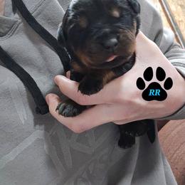 Purple - Black and mahogany female Rottweiler puppy in Tangent, Oregon from Raya's Royals