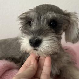 Dolly - Salt and pepper female Miniature Schnauzer puppy in Gilroy, California from Good Shepherd K9 Initiative