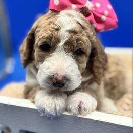 Eclair - Yellow and white female Bernedoodle puppy in Macon County, North Carolina from Mountain Doodles