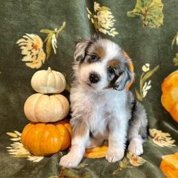 Willow - Blue merle female Aussiedoodle puppy in York, Pennsylvania from Puppies at The Happy Acre Farm