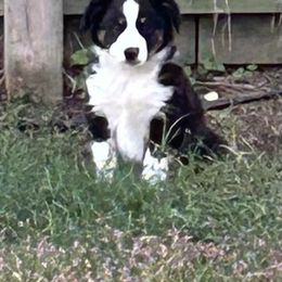 Miniature Australian Shepherd puppies from KAREN K MCPHERSON