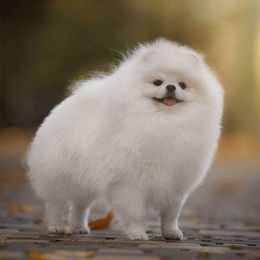 Jackson - Pomeranian