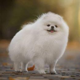 Jackson - Pomeranian