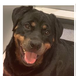Aria - Rottweiler