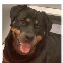 Aria - Rottweiler