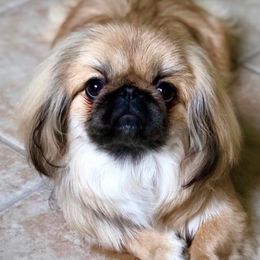 Pekingese from Puppy Paws Pekes