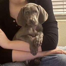 Weimaraner All Grown Up from Deltona Oasis