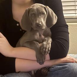 Weimaraner All Grown Up from Deltona Oasis