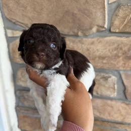 Brian - Parti male Poodle puppy in Lathrop, California from Stellar Poodles